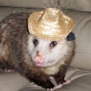 Meet your Posher, Sam